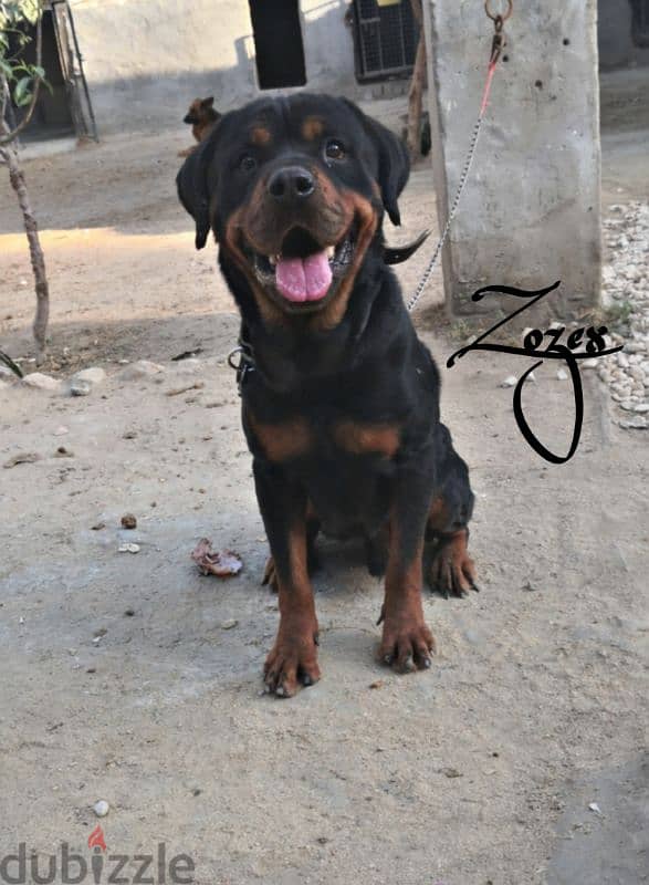 Rottweiler 1