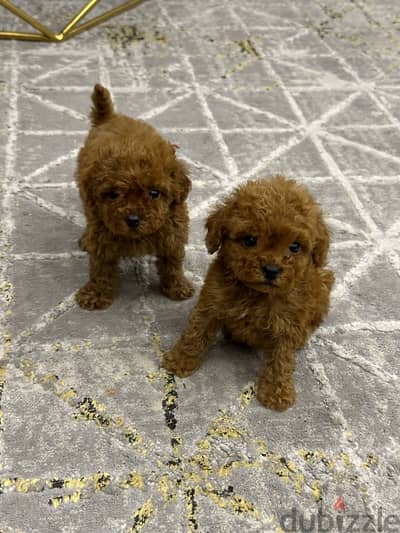 poodle teacup poodle toy poodle بودل