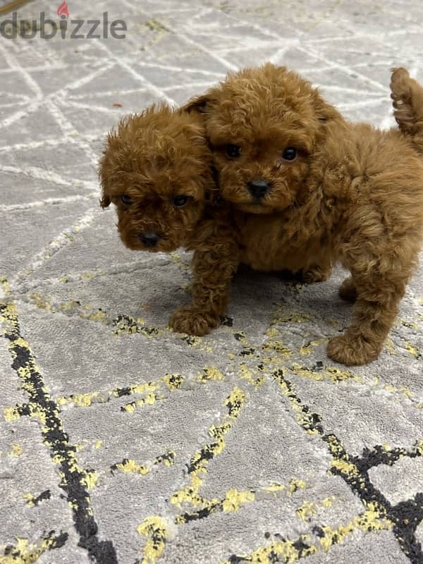 poodle teacup poodle toy poodle بودل 1