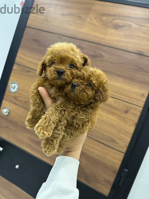 poodle teacup poodle toy poodle بودل 2