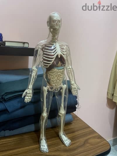 anatomy kit 56 cm height