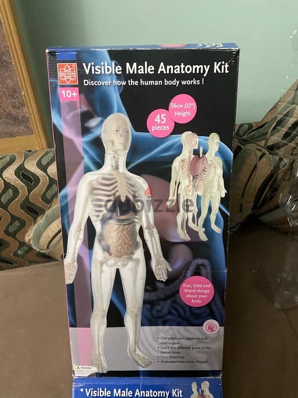 anatomy kit 56 cm height 1