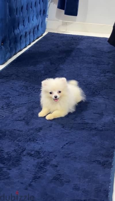 Pomeranian puppy female 4 month