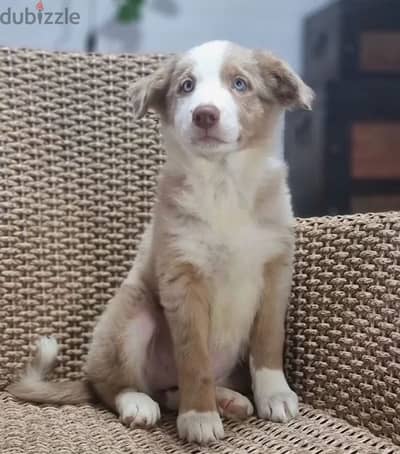 Border collie puppies marble boy from Russia