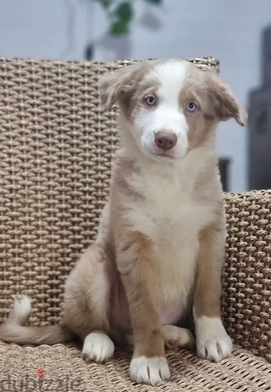 Border collie puppies marble boy from Russia 1