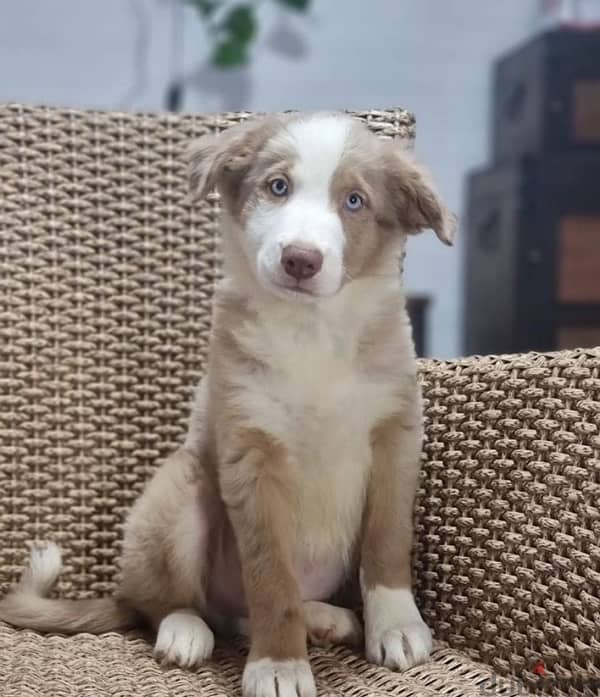 Border collie puppies marble boy from Russia 2