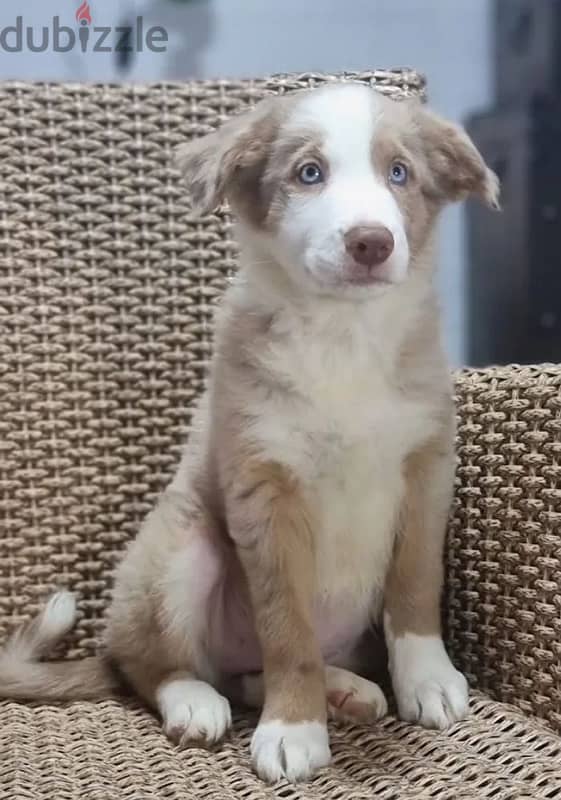 Border collie puppies marble boy from Russia 3