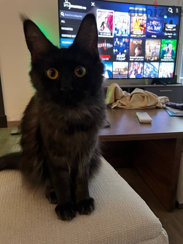 Maine Coon female cat, 1.5 years old 5