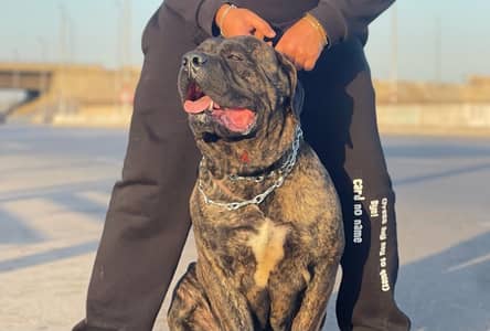 cane corso