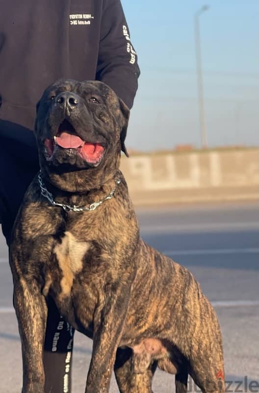 cane corso 1