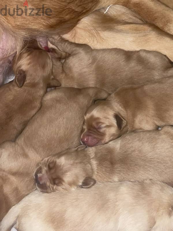 Golden retriever puppies 0