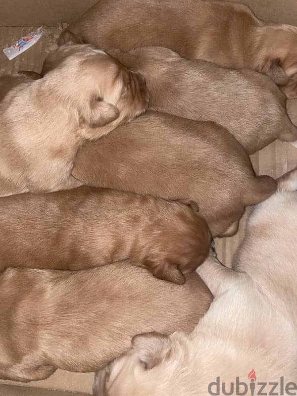 Golden retriever puppies 1