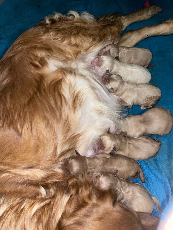 Golden retriever puppies 2