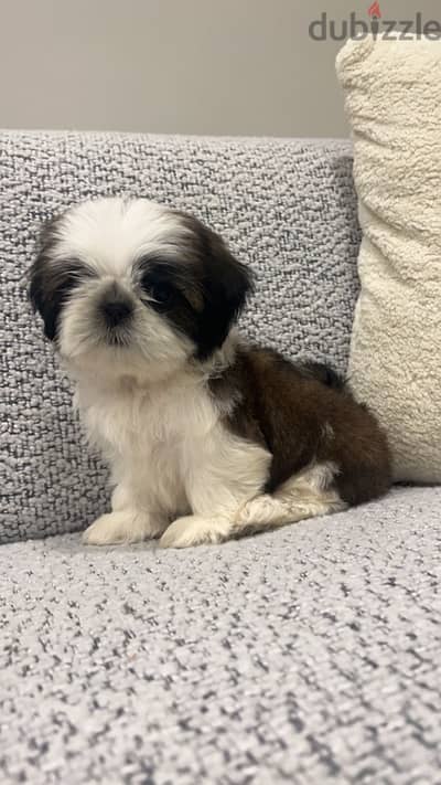 high quality shihtzu puppy