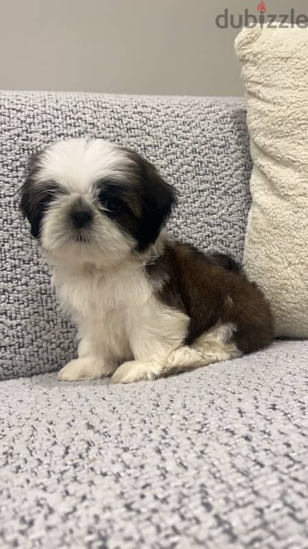 high quality shihtzu puppy 0