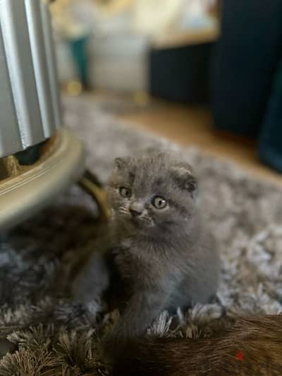 Scottish fold blue girl