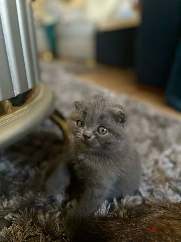 Scottish fold blue girl 0