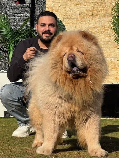 تشاو تشاو للجواز chow chow