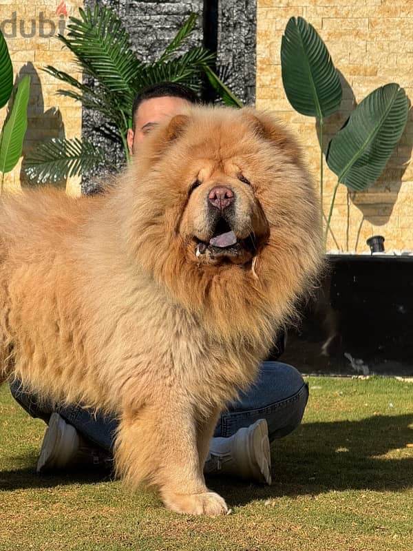 تشاو تشاو للجواز chow chow 1