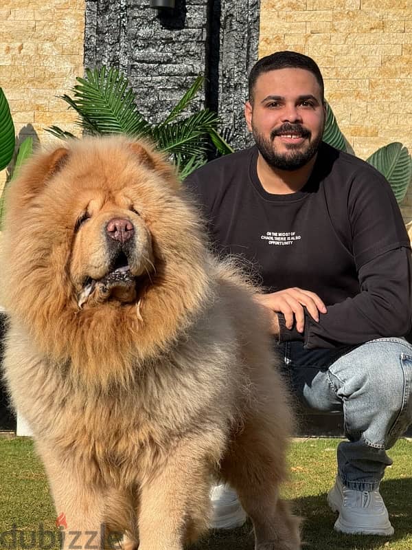 تشاو تشاو للجواز chow chow 2