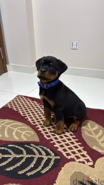 Quality Rottweiler puppy - جرو روت ويلر مستوى عالي