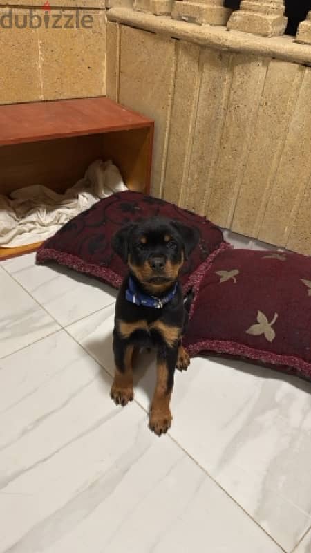 Quality Rottweiler puppy - جرو روت ويلر مستوى عالي 1