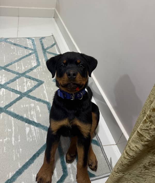 Quality Rottweiler puppy - جرو روت ويلر مستوى عالي 2