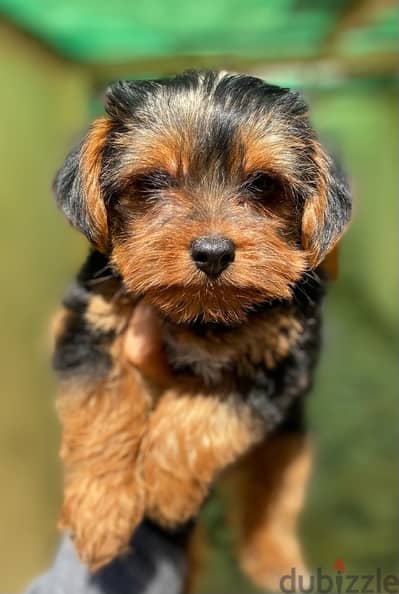 Yorkshire Terrier