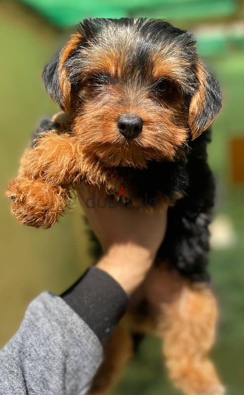 Yorkshire Terrier 2