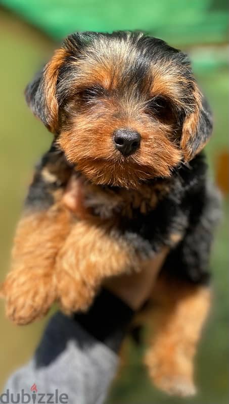 Yorkshire Terrier 3