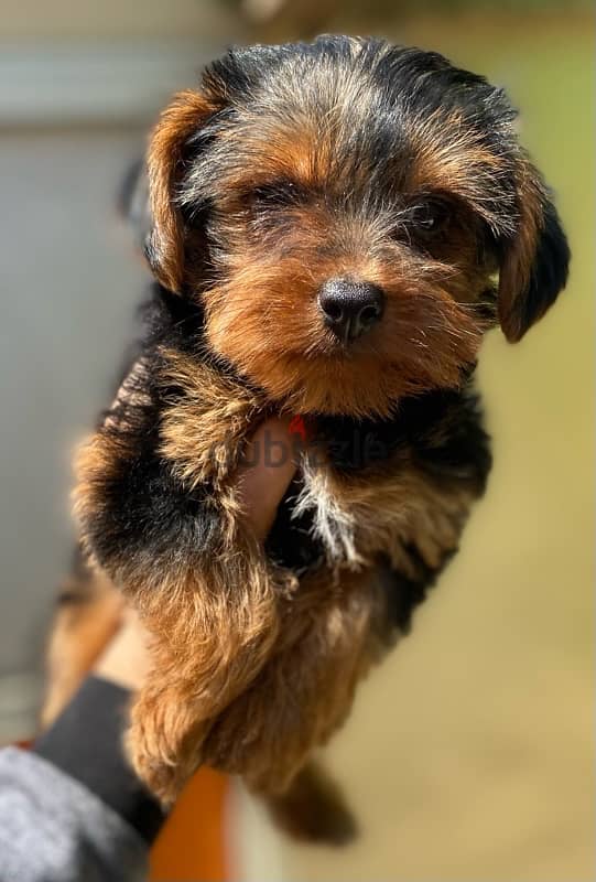 Yorkshire Terrier 5