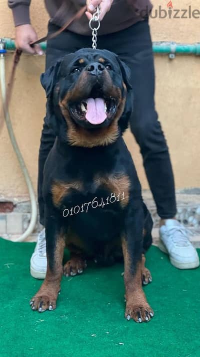 دكر روت ويلر للبيع Rottweiler male for sale