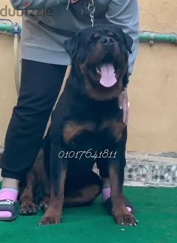 دكر روت ويلر للبيع Rottweiler male for sale 1