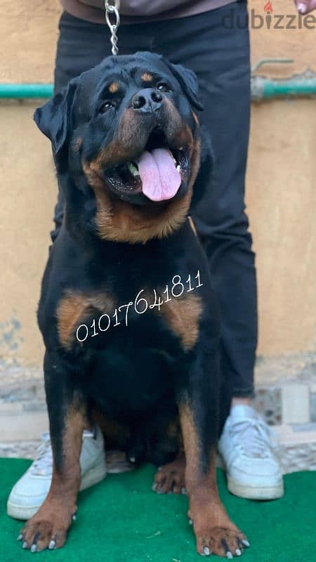 دكر روت ويلر للبيع Rottweiler male for sale 2