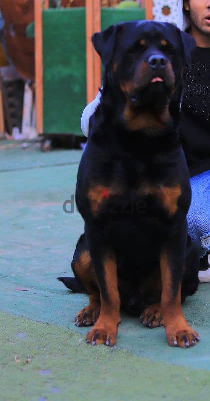 دكر روت ويلر للبيع Rottweiler male for sale 3