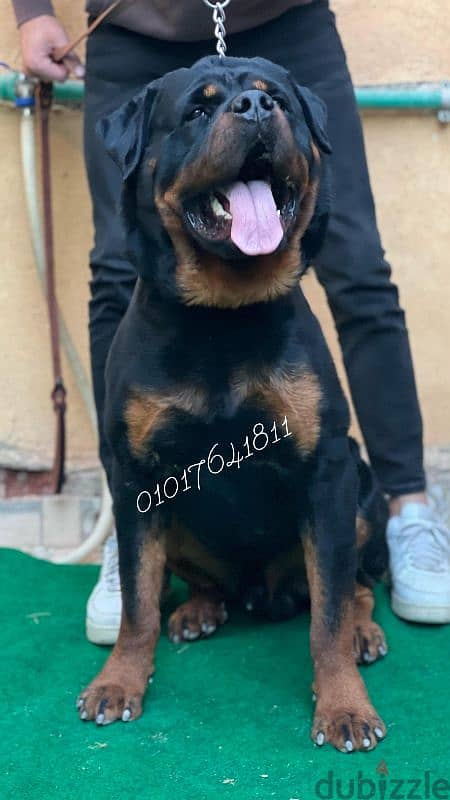 دكر روت ويلر للبيع Rottweiler male for sale 4