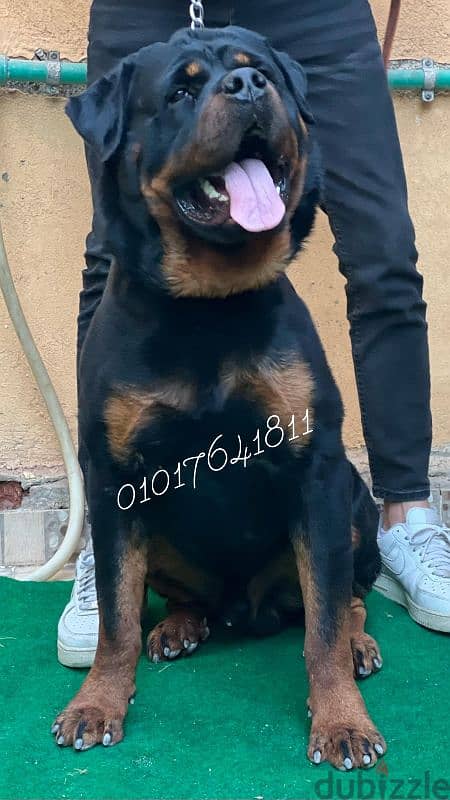 دكر روت ويلر للبيع Rottweiler male for sale 5