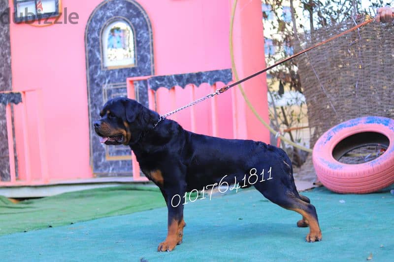 دكر روت ويلر للبيع Rottweiler male for sale 6