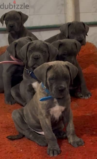 Cane Corso