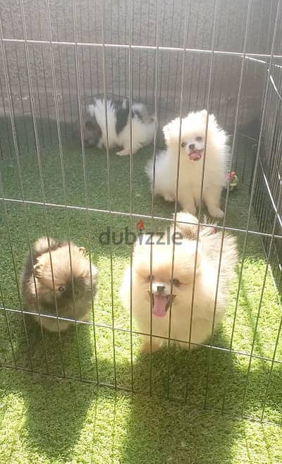 أجمل و اطعم pomeranian بومرانيان