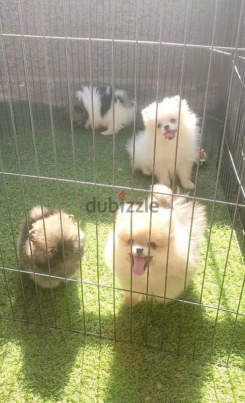 أجمل و اطعم pomeranian بومرانيان 0