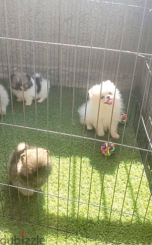 أجمل و اطعم pomeranian بومرانيان 2