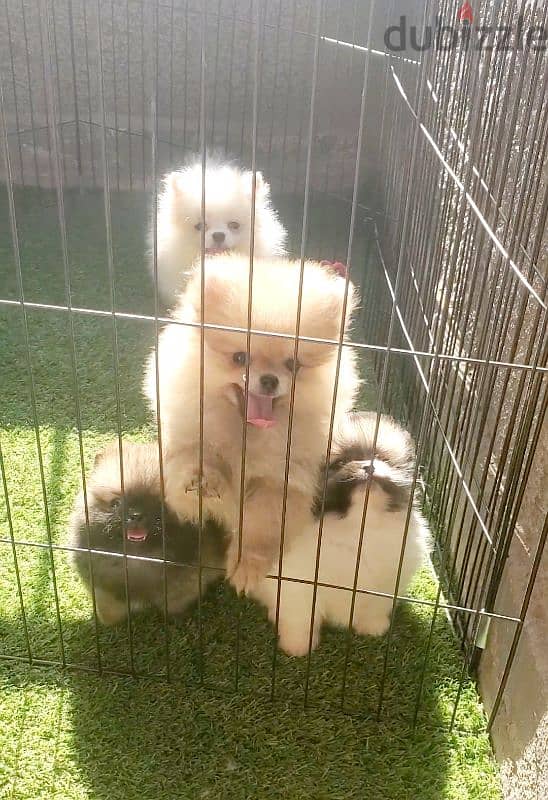 أجمل و اطعم pomeranian بومرانيان 3