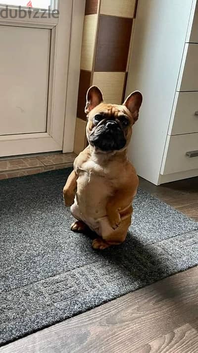 french bulldog female