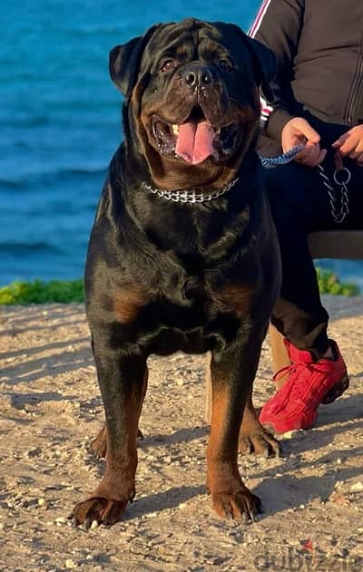 Simba For mating Rottweiler روت وايلر للتزاوج بمقابل مادي