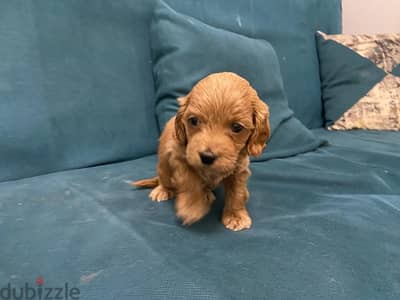 pure cocker spaniel