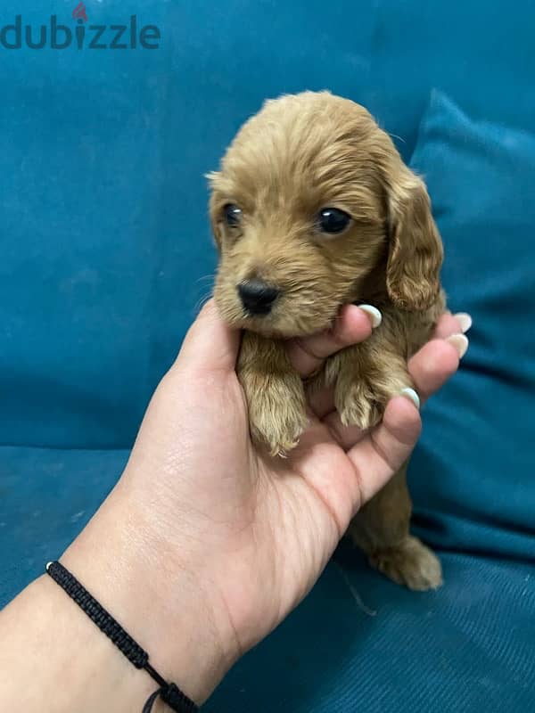 pure cocker spaniel 2