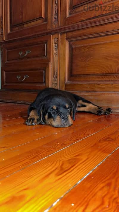 Pure bread Rottweiler puppy