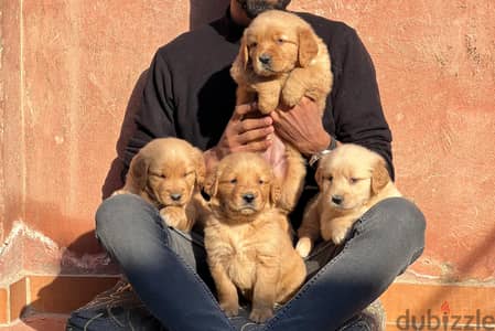 top quality of golden retriever puppies جراوي جولدن