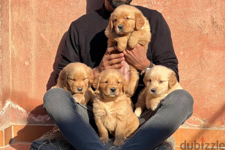 top quality of golden retriever puppies جراوي جولدن 0